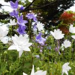 ドライウォールガーデンのキキョウ