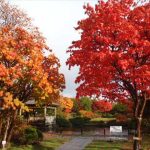 ハウチワカエデとヤマモミジの美しい紅葉が日本庭園を彩ります。黄色、オレンジ、赤、自然が作り出す素敵な風景をぜひご覧ください。