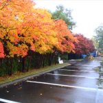 駐車場のハウチワカエデ