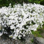 リュウキュウツツジ