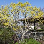 四阿の脇のサンシュユ