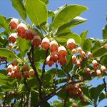 サラサドウダン