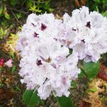 セイヨウツツジ