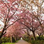 夕方のサクラ並木