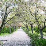サクラ並木の散る頃