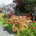 ヤマツツジとフジ