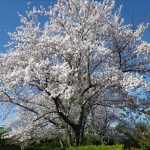 ソメイヨシノ