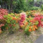 ヤマツツジとエクスバリーツツジ