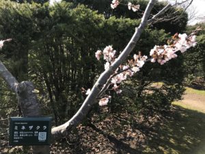 芝生広場に1株あるミネザクラは小さいながらも綺麗に花をつけています。薄ピンクの花が春を彩ります。（写真）