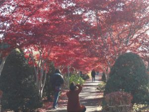 今日のノムラモミジ