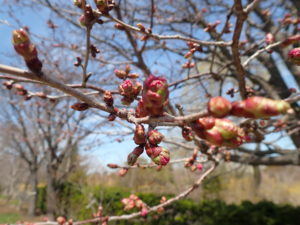 エゾヤマザクラ