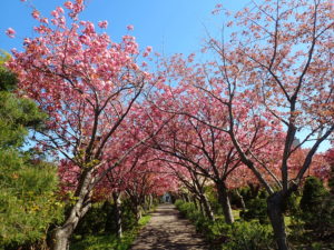 桜並木