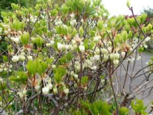 ドウダンツツジ