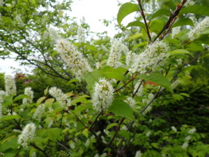 ウワミズザクラ