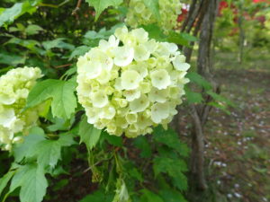 テマリカンボク