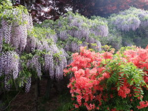 フジとヤマツツジ