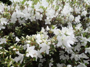 リュウキュウツツジ