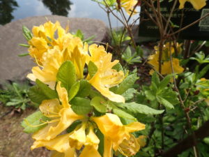 キレンゲツツジ