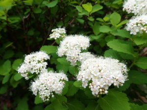 マルバシモツケ