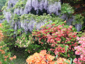 フジとツツジ