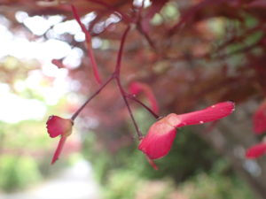 ノムラモミジ翼果