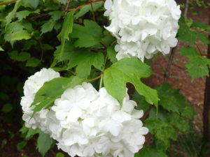 テマリカンボク