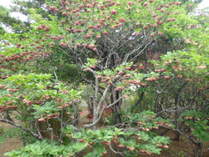 サラサドウダンツツジ