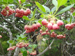 サラサドウダンツツジ