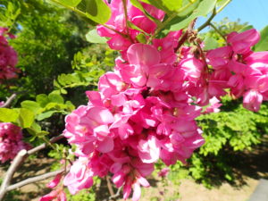 ローズアカシア