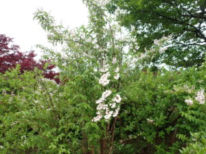 ツカサウツギ全体