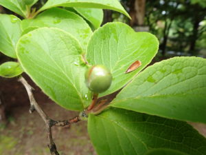 ナツツバキつぼみ