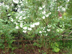 バイカウツギ全体