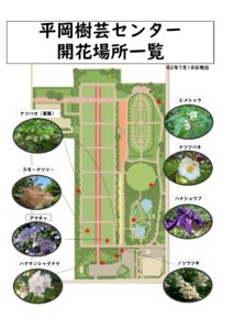 7月18日開花状況