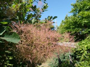 スモークツリー