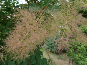 スモークツリー