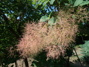 スモークツリー