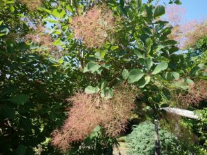 スモークツリー