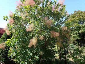 スモークツリー全体