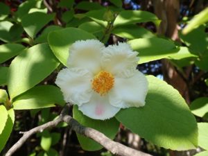ナツツバキ