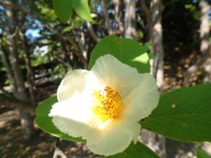ナツツバキ