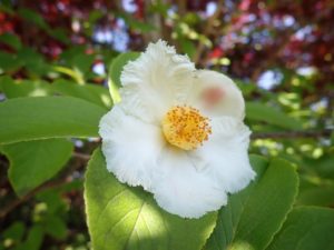 ナツツバキ