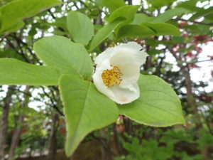 ナツツバキ