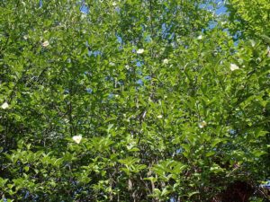 ナツツバキ全体