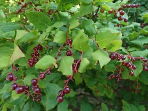 ナツハゼ（果実）