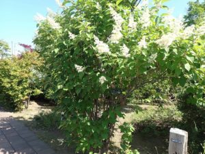 ノリウツギ全体