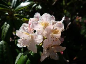 ハクサンシャクナゲ