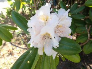 ハクサンシャクナゲ