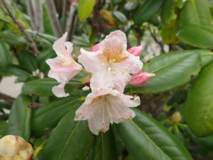 ハクサンシャクナゲ