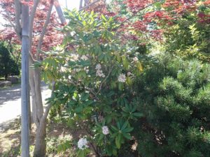 ハクサンシャクナゲ全体