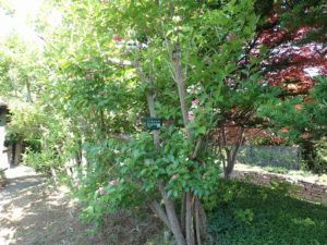 ハコネウツギ全体